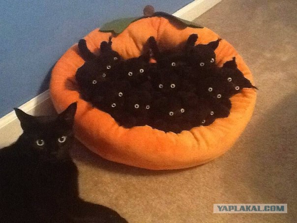 Разные картинки из сети