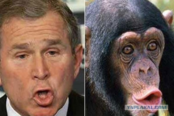 Знаменитости и их  двойники из мира животных