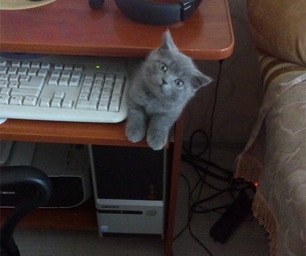 Котовторник  01.03.2016