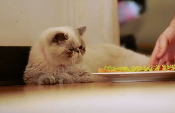 Мой кот, мои правила!