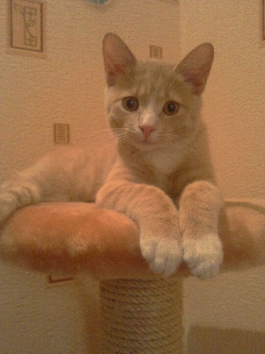 Кошачьи дела