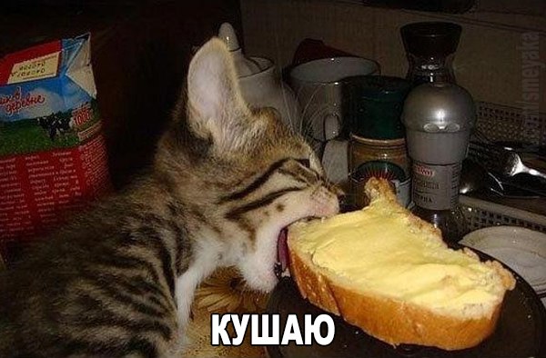 Мохнатые беспредельщики