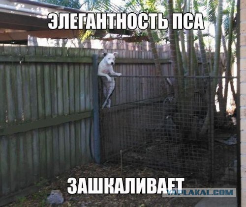 Смешные комментарии из социальных сетей 12.08.2016