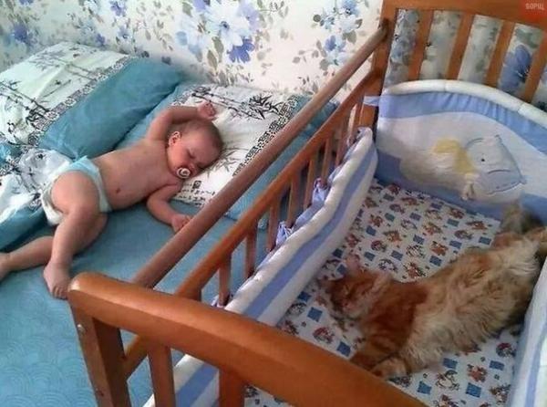 Коты из сети