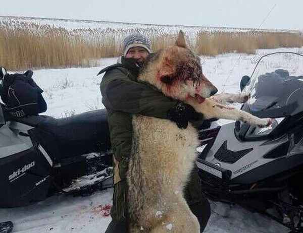 Охота на волков возле Чернобыльской зоны