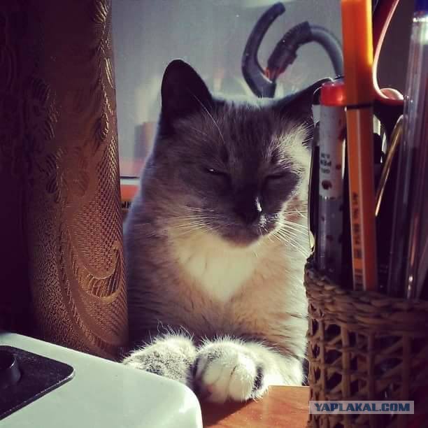 Котовторник 14.03.2017