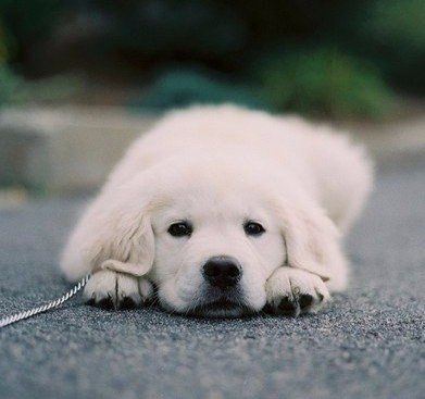 Живность из сети