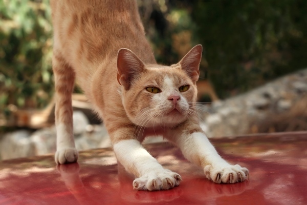 Коты и Кошки