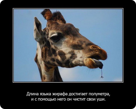 23 интересных факта о животных, которые вас удивят