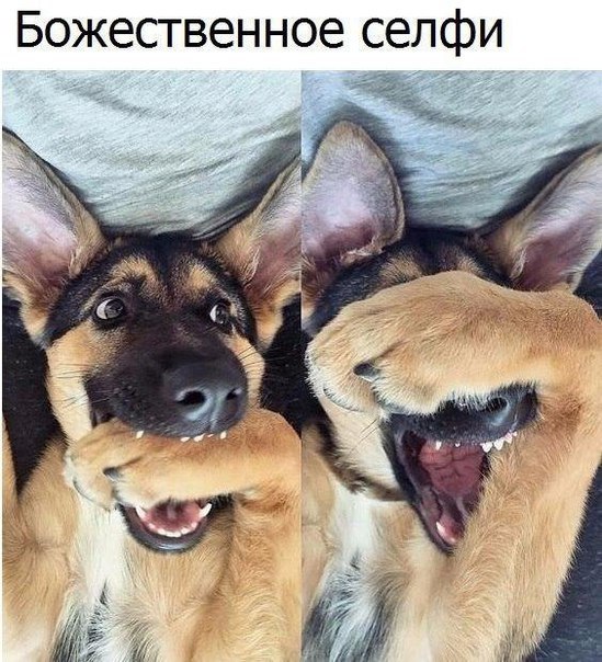 100 картинок для поднятия настроения!