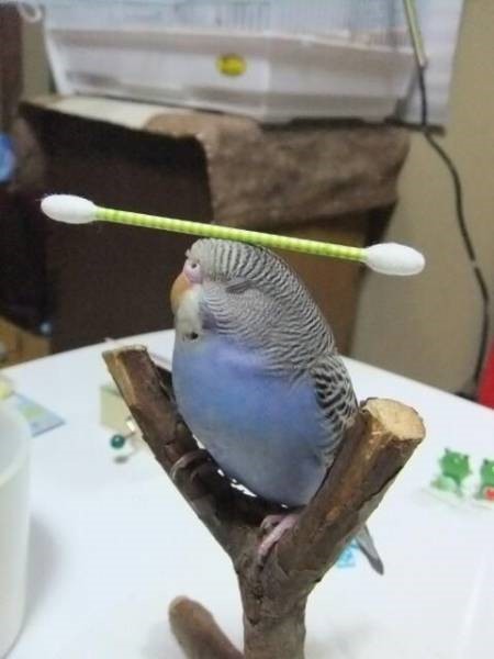 Живность из сети
