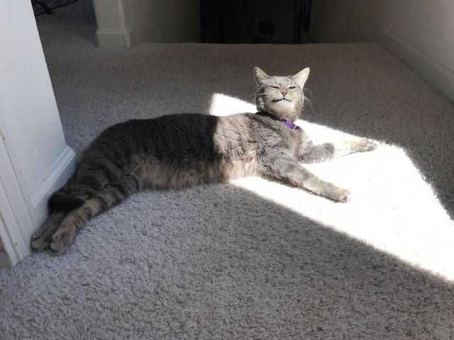 Коты и Кошки