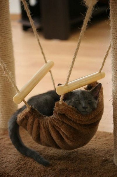 Коты и Кошки