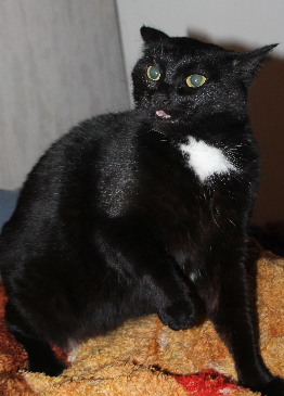 Котовторник 16.01.2018