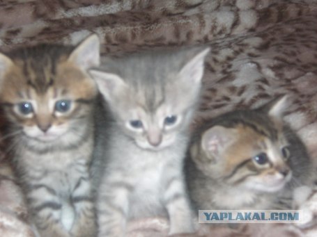 Котовторник на ЯПлакалъ (20.05.08), прикольные коты, добавляем свои!