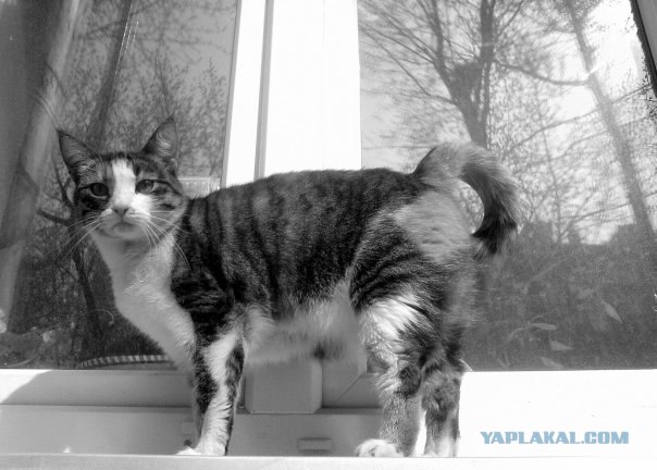 Уррааа! Котовторник на ЯПлакалъ!