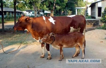 Братья наши самые меньшие (10 фото)