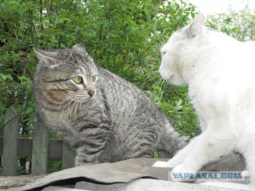 И снова во вторник - котовторник