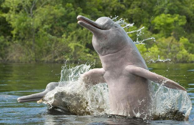 Розовые речные дельфины