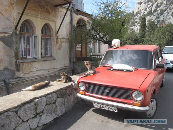 Первый котовторник августа