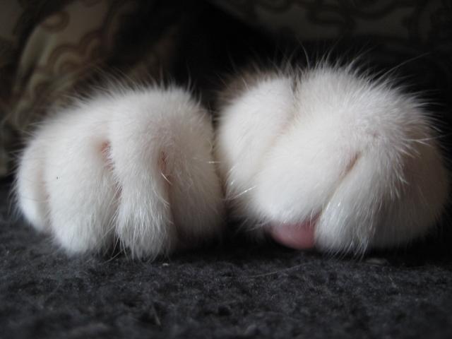 Котейкин вторник! Космический 12.04!
