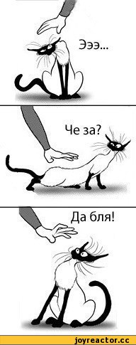 Что такое биполярное расстройство на примере кота