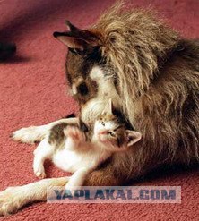 Джинни - собака, которая стала почетной кошкой