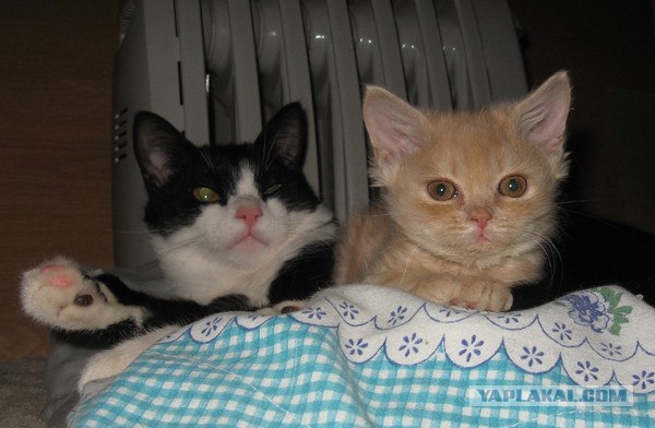 Котовторник 1.11.11