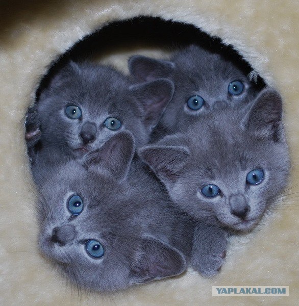 Котовторник 20.12.2011