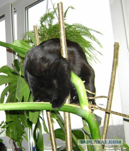 Котовторник (28.02.2012)