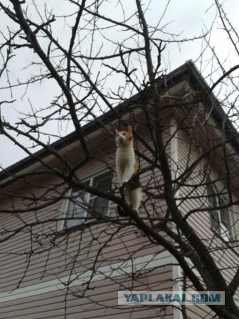 Котовторник 24.04.2012