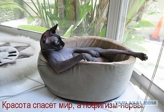 Прикольных котов пост