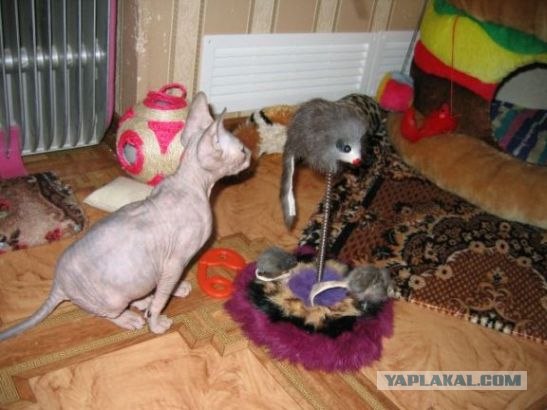 Котовторник (15.05.2012)