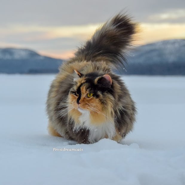 Прикольных котов пост