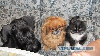 Иногда нам стоит учиться у них