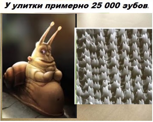 Факты на разные темы