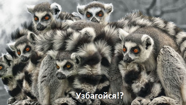 Шерстяные и весёлые