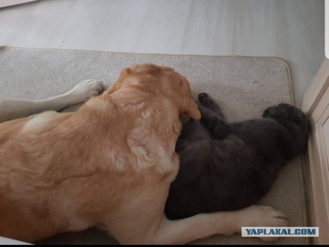 Уже не котовторник, но еще и не собакочетверг