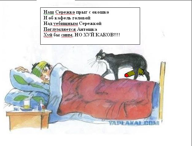 Кот, Антошка и порошок