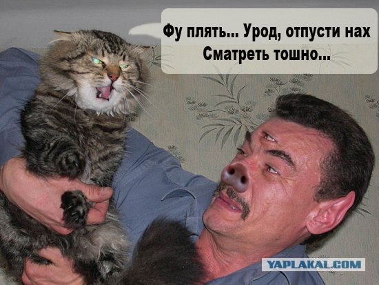 Злой кот