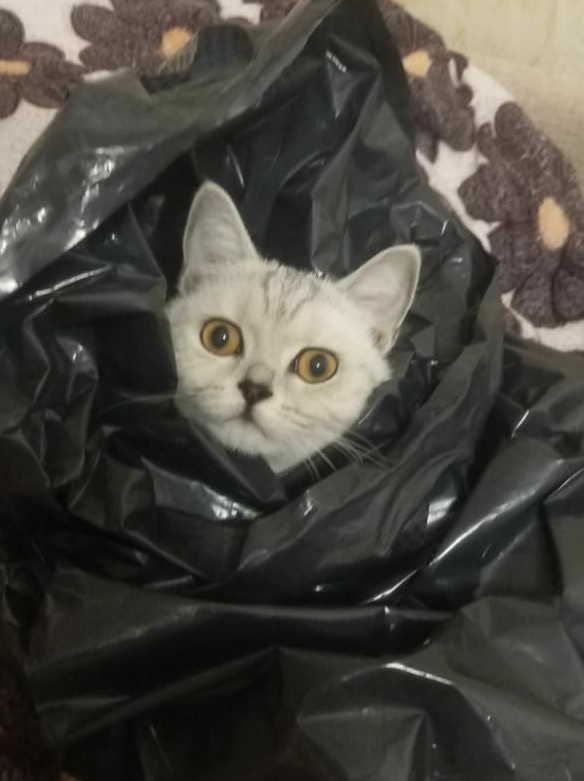 Международный день домашних животных