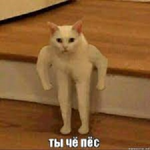 «У каждой парадной по два сотрудника». Петербуржцы сообщают об облавах на резервистов