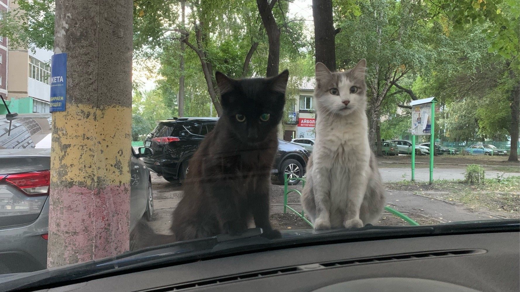 Кот с бмв