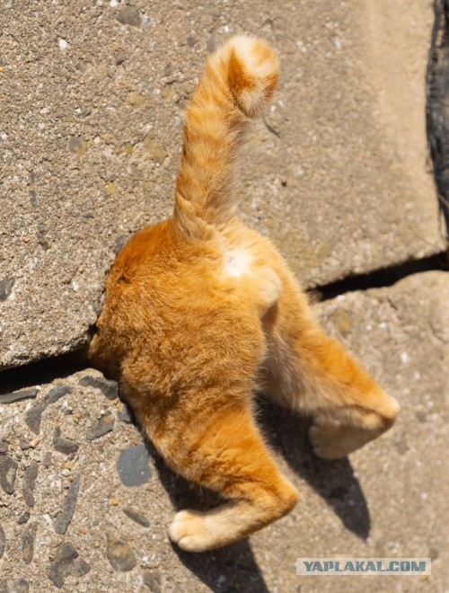 Веселые финалисты Comedy Pet Photo Awards 2024