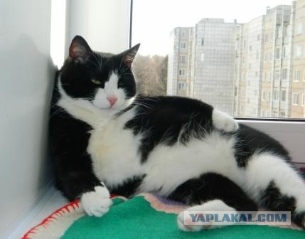 Котовторник 21.05.2013