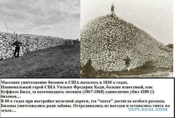 Секвойная лихорадка
