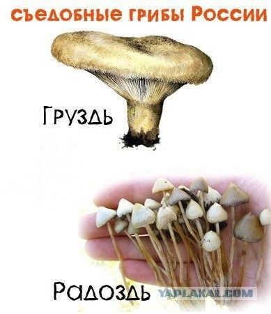 Грибы
