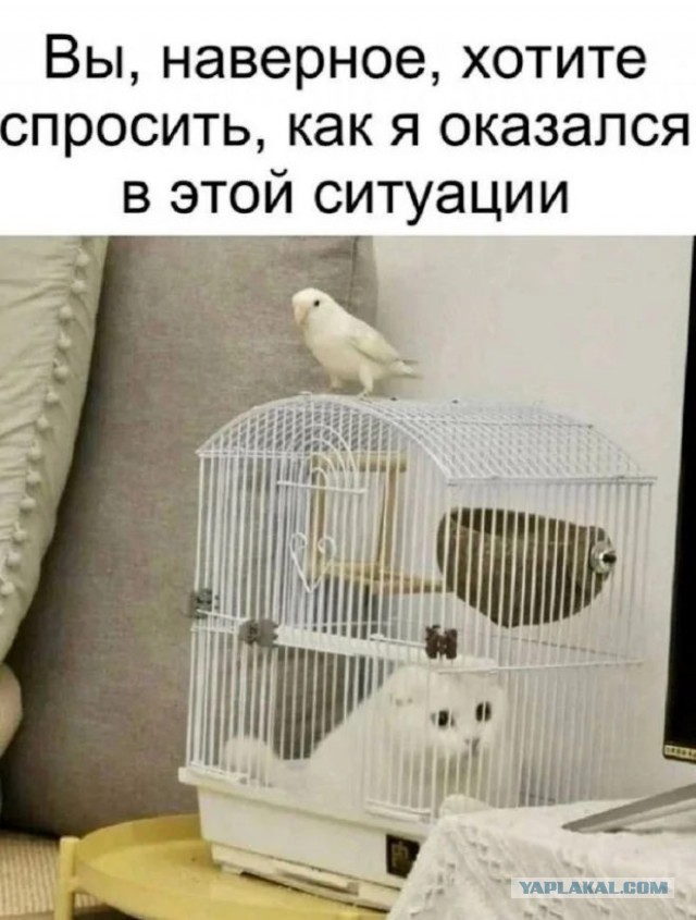 К котовторнику: подборка картинок-баянов с котиками и про котиков. Выпуск 28.