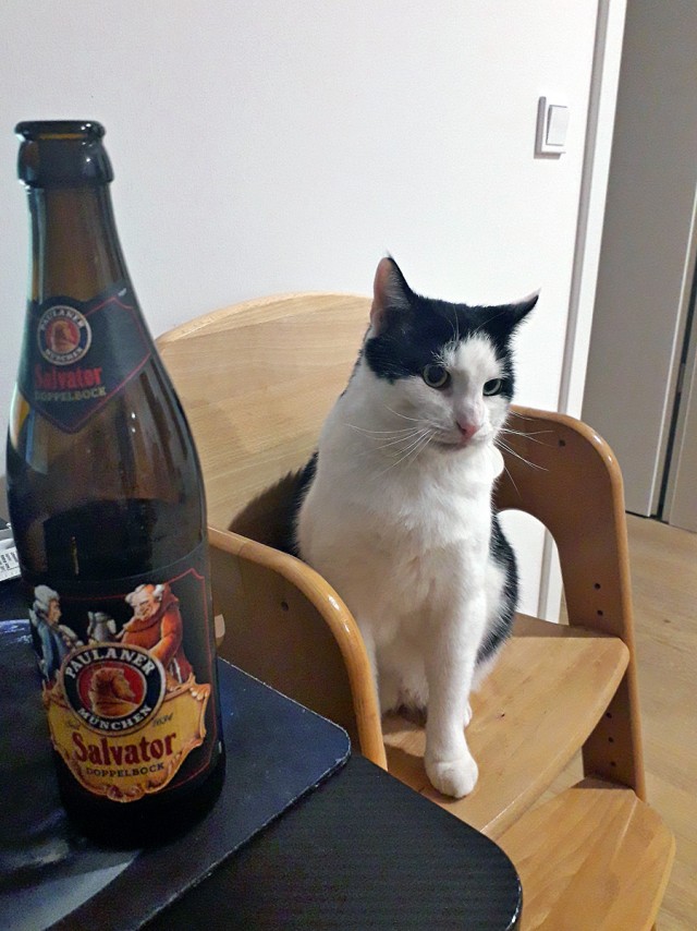 А котовторник уже пришёл?