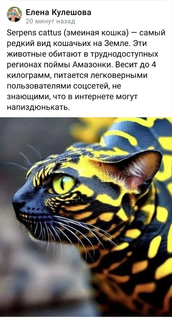 Ещё интересное про пампасских кошек